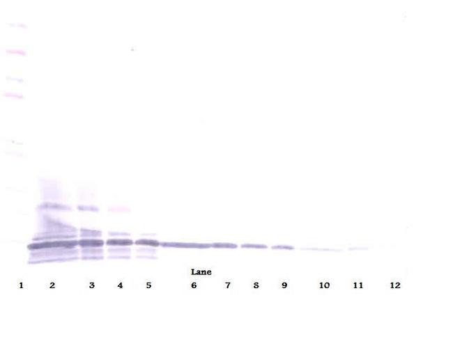 Lymphotactin Antibody in Western Blot (WB)