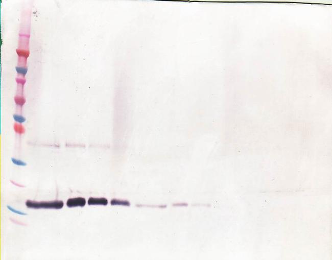 M-CSF Antibody in Western Blot (WB)