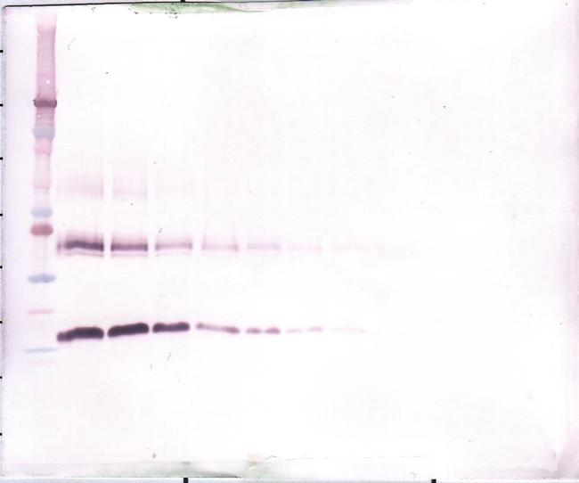 M-CSF Antibody in Western Blot (WB)