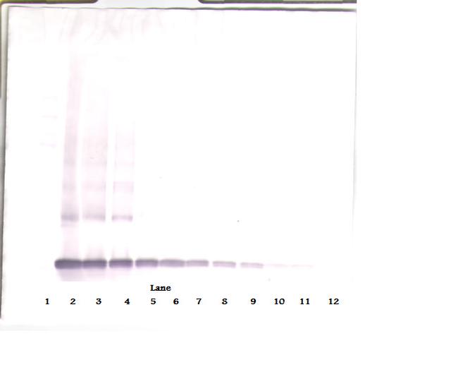 PDGF-AA Antibody in Western Blot (WB)