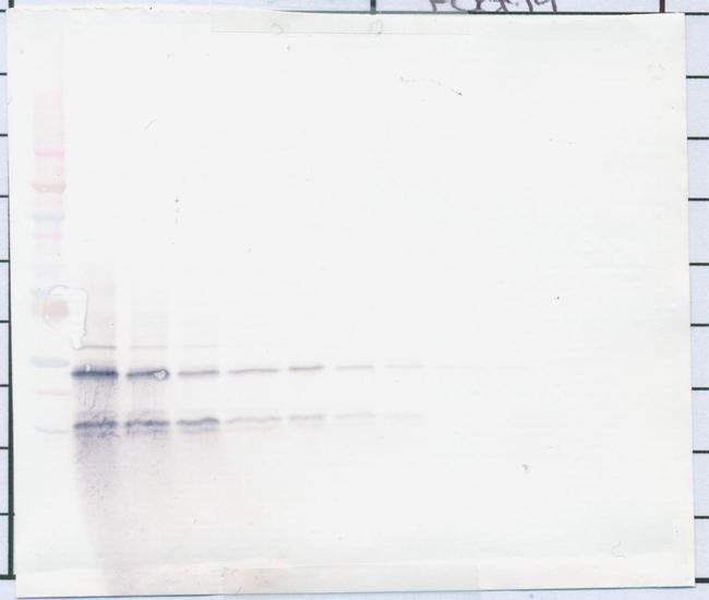 PDGF-BB Antibody in Western Blot (WB)