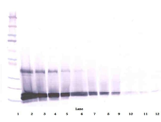 SCF Antibody in Western Blot (WB)