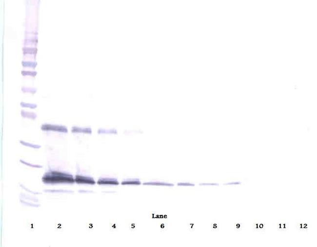 Thrombopoietin Antibody in Western Blot (WB)