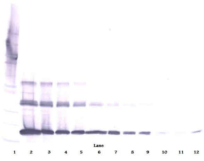 RANKL (soluble) Antibody in Western Blot (WB)