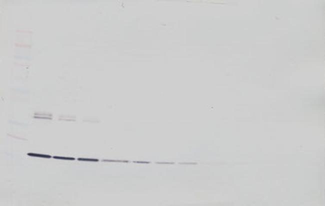 TNF alpha Antibody in Western Blot (WB)