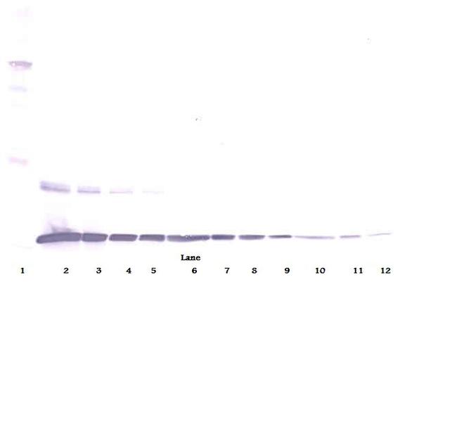 TNF alpha Antibody in Western Blot (WB)