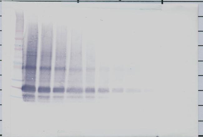 IL-6 Antibody in Western Blot (WB)