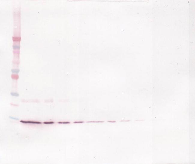 IL-4 Antibody in Western Blot (WB)