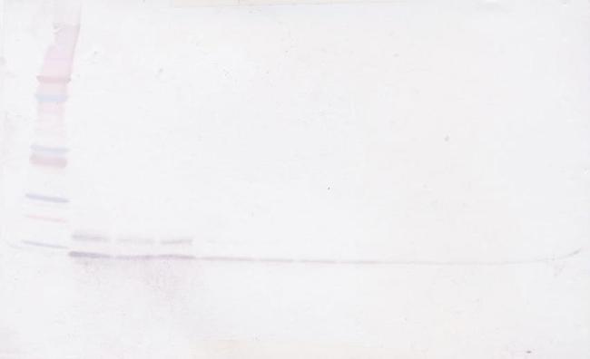 MIP-3 alpha Antibody in Western Blot (WB)