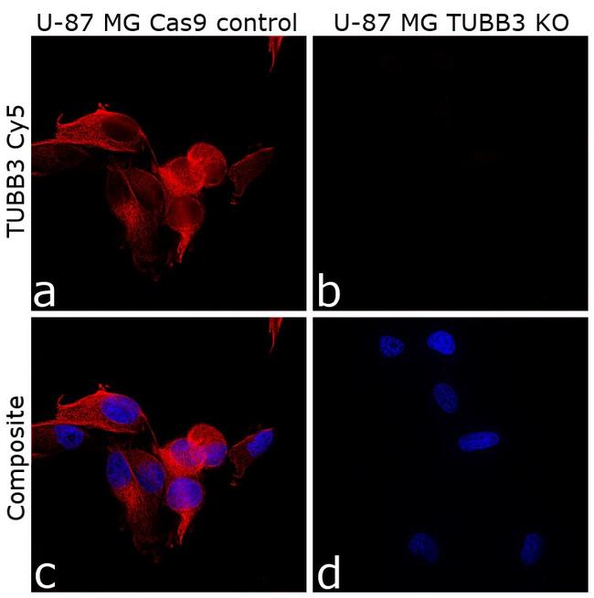 beta-3 Tubulin Antibody in Immunocytochemistry (ICC/IF)