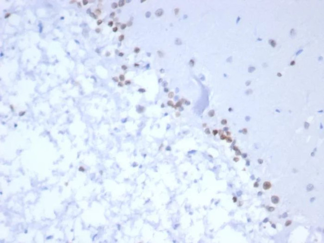 NEUROG3/Neurogenin 3/NGN3 (Transcription Factor) Antibody in Immunohistochemistry (Paraffin) (IHC (P))