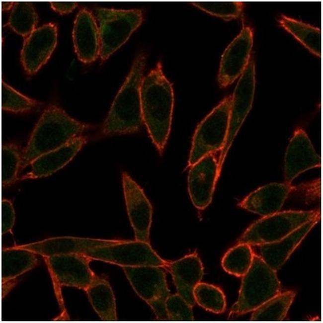 NEUROG3/Neurogenin 3/NGN3 (Transcription Factor) Antibody in Immunocytochemistry (ICC/IF)