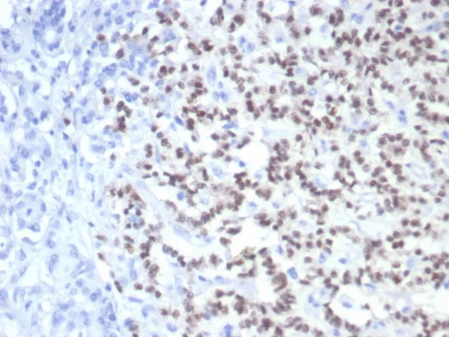 PAX6 (Stem Cell Marker) Antibody in Immunohistochemistry (Paraffin) (IHC (P))