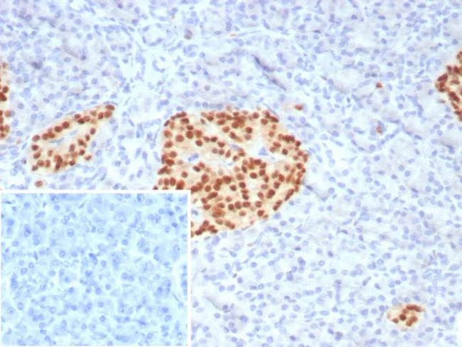 PAX6 (Stem Cell Marker) Antibody in Immunohistochemistry (Paraffin) (IHC (P))