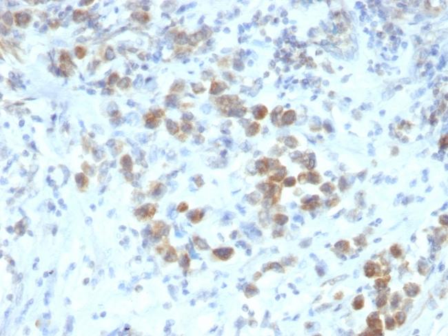 PAX6 (Stem Cell Marker) Antibody in Immunohistochemistry (Paraffin) (IHC (P))