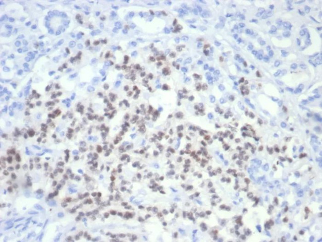 PAX6 (Stem Cell Marker) Antibody in Immunohistochemistry (Paraffin) (IHC (P))