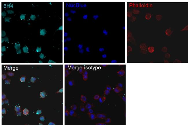 Staphylococcus aureus Cas9 Antibody in Immunocytochemistry (ICC/IF)