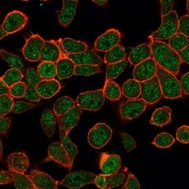 ZBTB7B Antibody in Immunocytochemistry (ICC/IF)