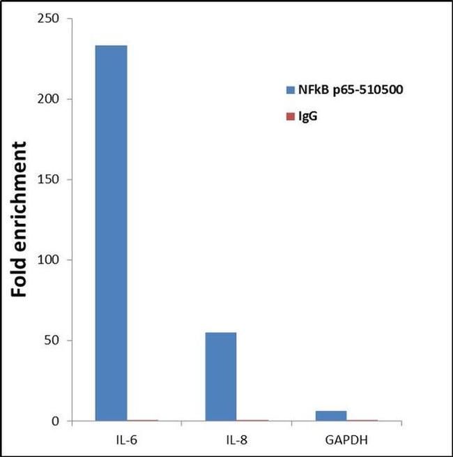 NFkB p65 Antibody in ChIP Assay (ChIP)