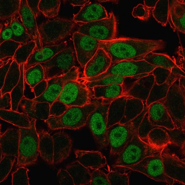 Geminin/DNA Replication Inhibitor Antibody in Immunocytochemistry (ICC/IF)