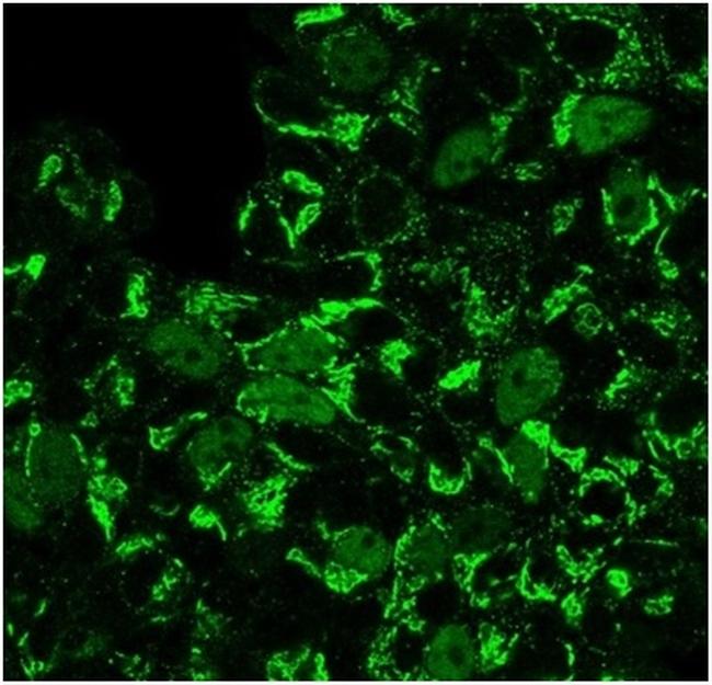 Geminin/DNA Replication Inhibitor Antibody in Immunocytochemistry (ICC/IF)