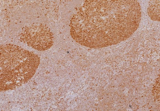 LEF1/TCF1 alpha (Transcription Factor) Antibody in Immunohistochemistry (Paraffin) (IHC (P))