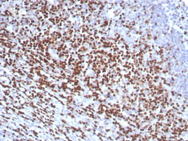 LEF1/TCF1 alpha (Transcription Factor) Antibody in Immunohistochemistry (Paraffin) (IHC (P))