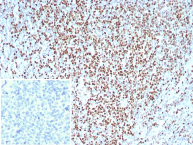 LEF1/TCF1 alpha (Transcription Factor) Antibody in Immunohistochemistry (Paraffin) (IHC (P))