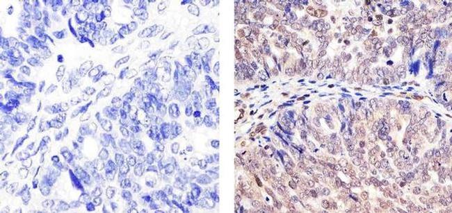 Cullin 2 Antibody in Immunohistochemistry (Paraffin) (IHC (P))