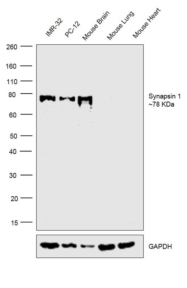 Synapsin 1 Antibody in Western Blot (WB)