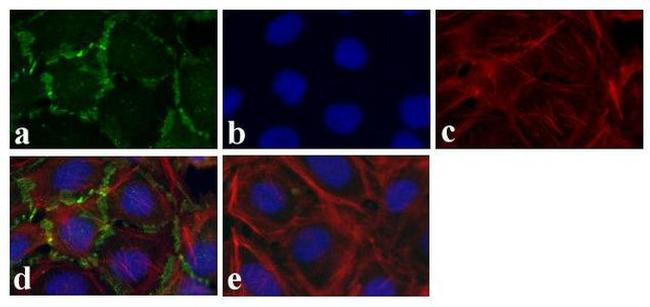 Connexin 36 Antibody in Immunocytochemistry (ICC/IF)