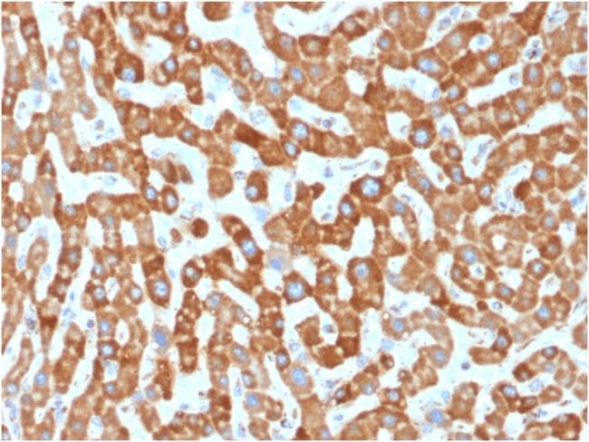 Prohibitin (Mitochondrial Marker) Antibody in Immunohistochemistry (Paraffin) (IHC (P))