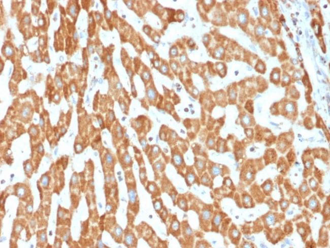 Prohibitin (Mitochondrial Marker) Antibody in Immunohistochemistry (Paraffin) (IHC (P))