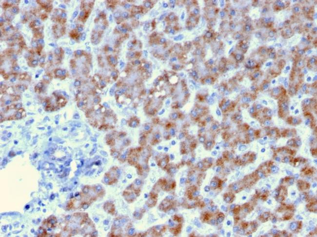 Prohibitin Antibody in Immunohistochemistry (Paraffin) (IHC (P))