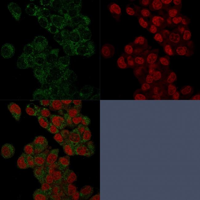 Prohibitin (Mitochondrial Marker) Antibody in Immunocytochemistry (ICC/IF)