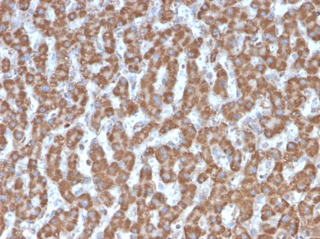 Prohibitin Antibody in Immunohistochemistry (Paraffin) (IHC (P))