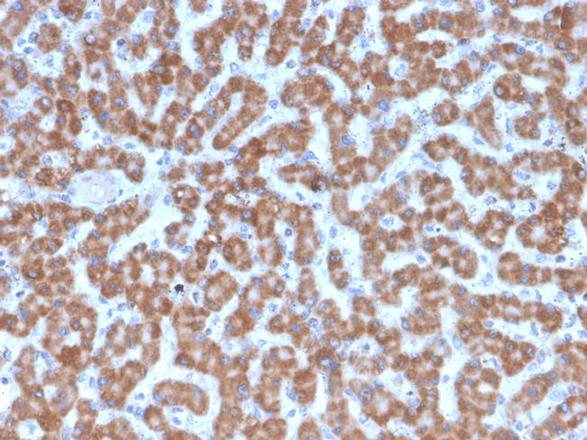 Prohibitin Antibody in Immunohistochemistry (Paraffin) (IHC (P))