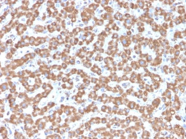 Prohibitin (Mitochondrial Marker) Antibody in Immunohistochemistry (Paraffin) (IHC (P))