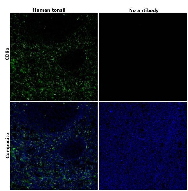 CD8a Antibody in Immunohistochemistry (Paraffin) (IHC (P))