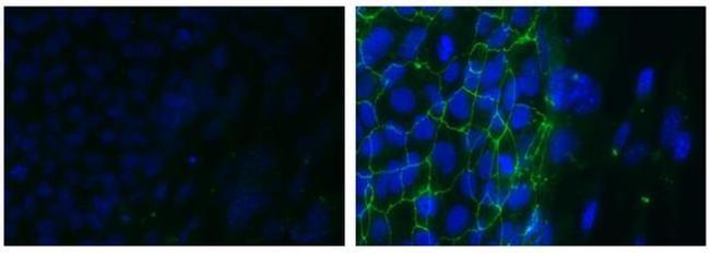 CD321 (F11R) Antibody in Immunocytochemistry (ICC/IF)