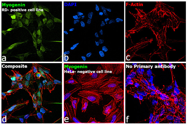 Myogenin Antibody in Immunocytochemistry (ICC/IF)