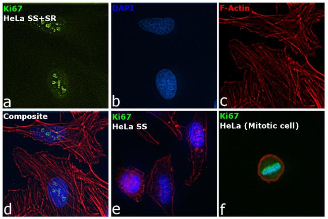 Ki-67 Antibody in Immunocytochemistry (ICC/IF)