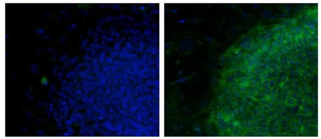 NLGN4X (Neuroligin-4) Antibody in Immunocytochemistry (ICC/IF)