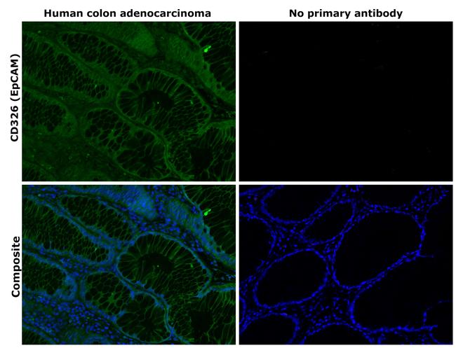 CD326 (EpCAM) Antibody in Immunohistochemistry (Paraffin) (IHC (P))