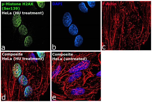 Phospho-Histone H2A.X (Ser139) Antibody in Immunocytochemistry (ICC/IF)