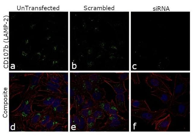 CD107b (LAMP-2) Antibody in Immunocytochemistry (ICC/IF)