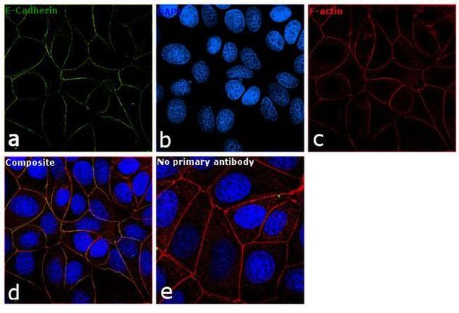 CD324 (E-Cadherin) Antibody in Immunocytochemistry (ICC/IF)