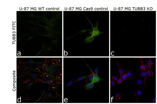 beta-3 Tubulin Antibody in Immunocytochemistry (ICC/IF)