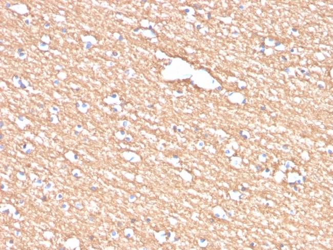 Proteolipid Protein/Myelin PLP Antibody in Immunohistochemistry (Paraffin) (IHC (P))