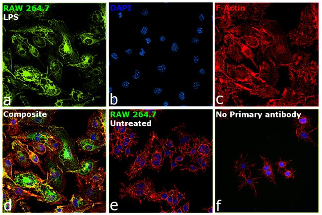 iNOS Antibody in Immunocytochemistry (ICC/IF)